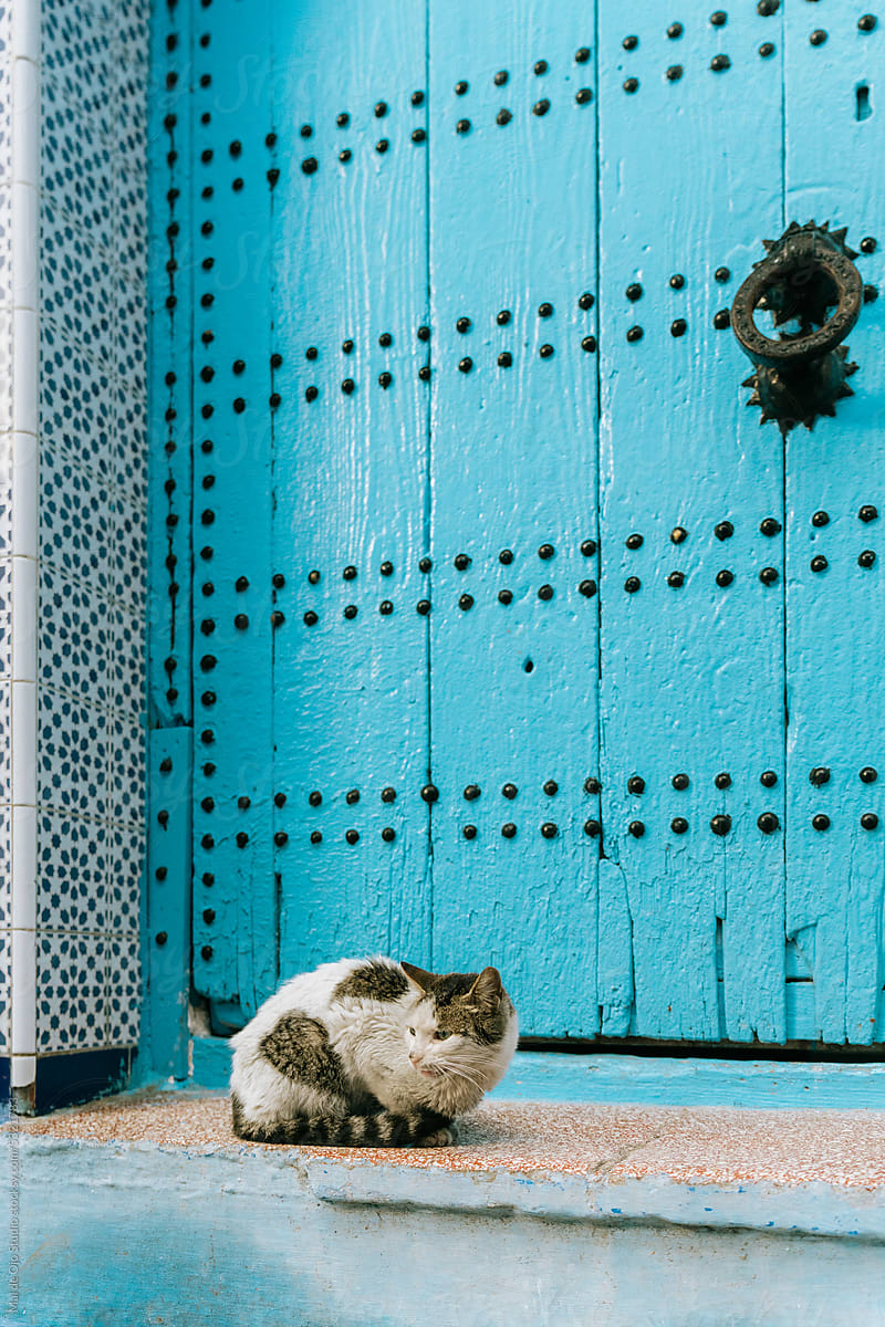 Street Cat Resting in Front of Blue Door