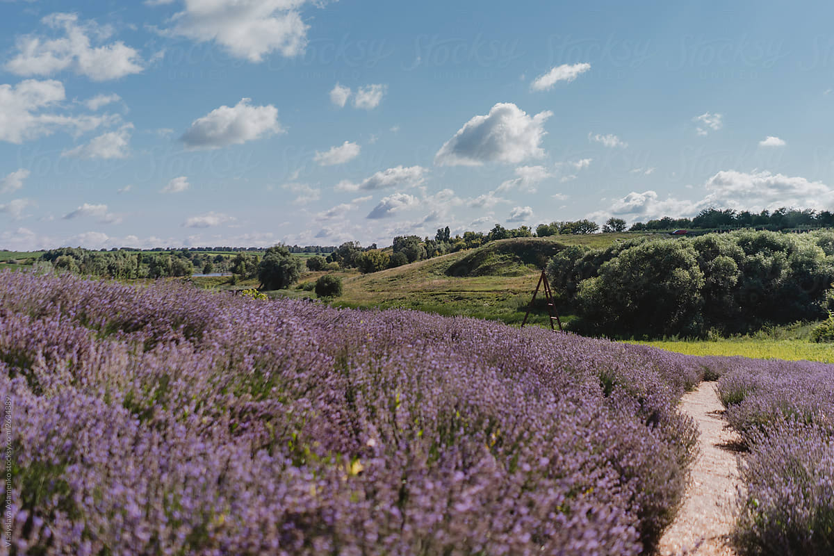 view to lavender field outdoor in daylight