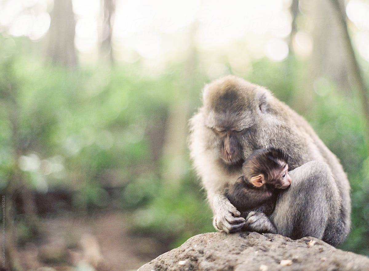 Monkey Mom with Baby Monkey Forest Ubud Bali