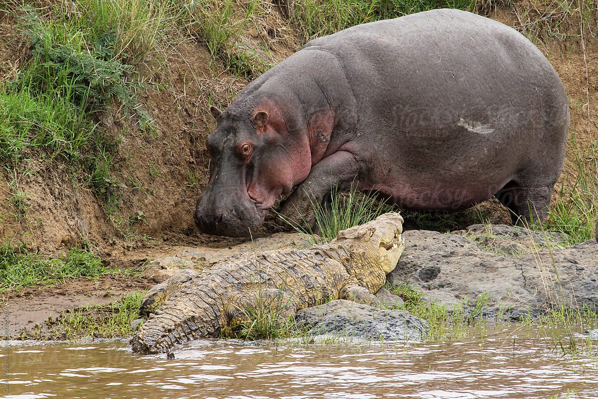 Hippo Vs. Crocodile by Gabriel Ozon..... 6 Animals That Could Defeat a Hippopotamus