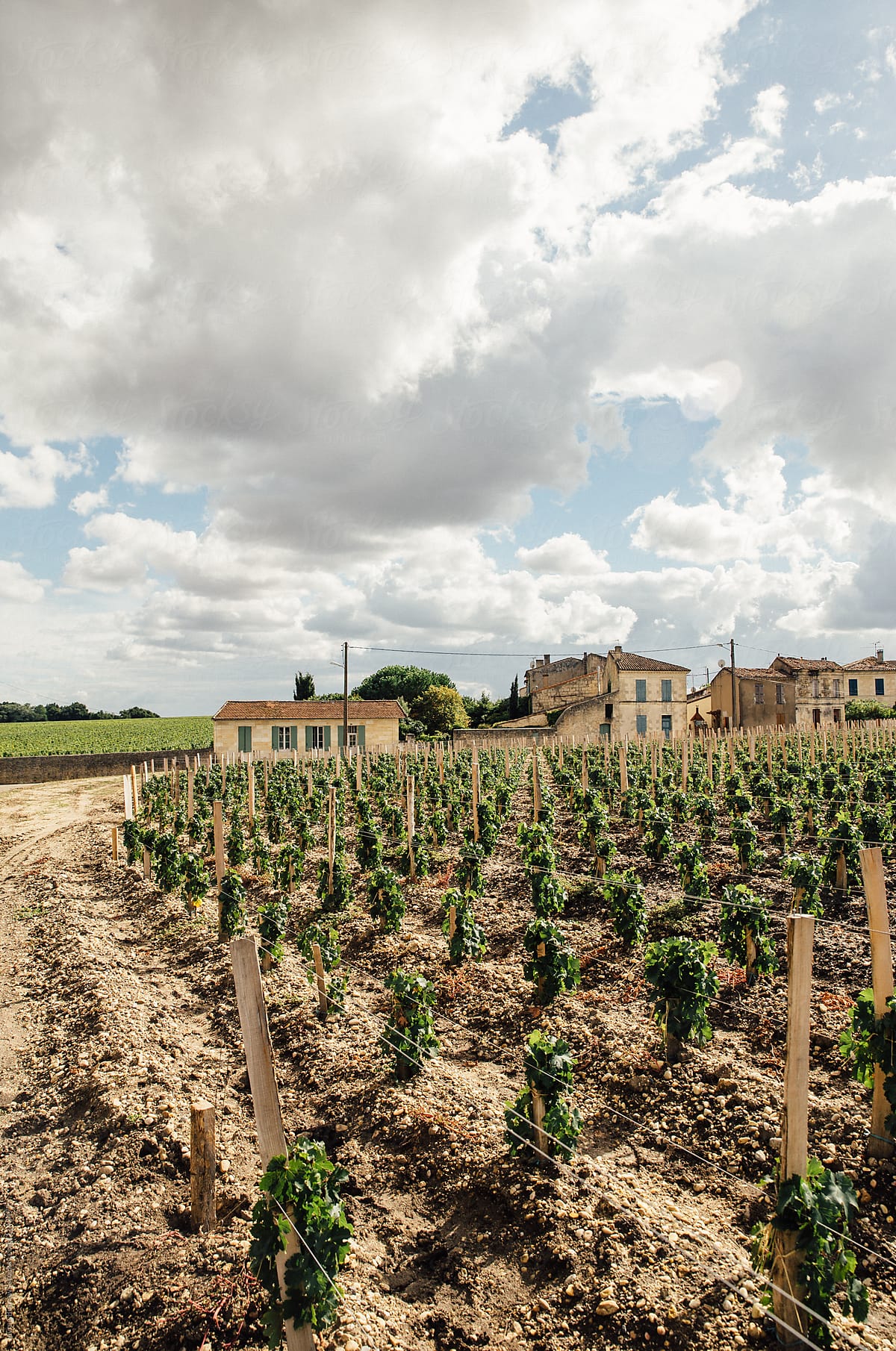 A Partly Cloudy Sky Over a Small Vineyard