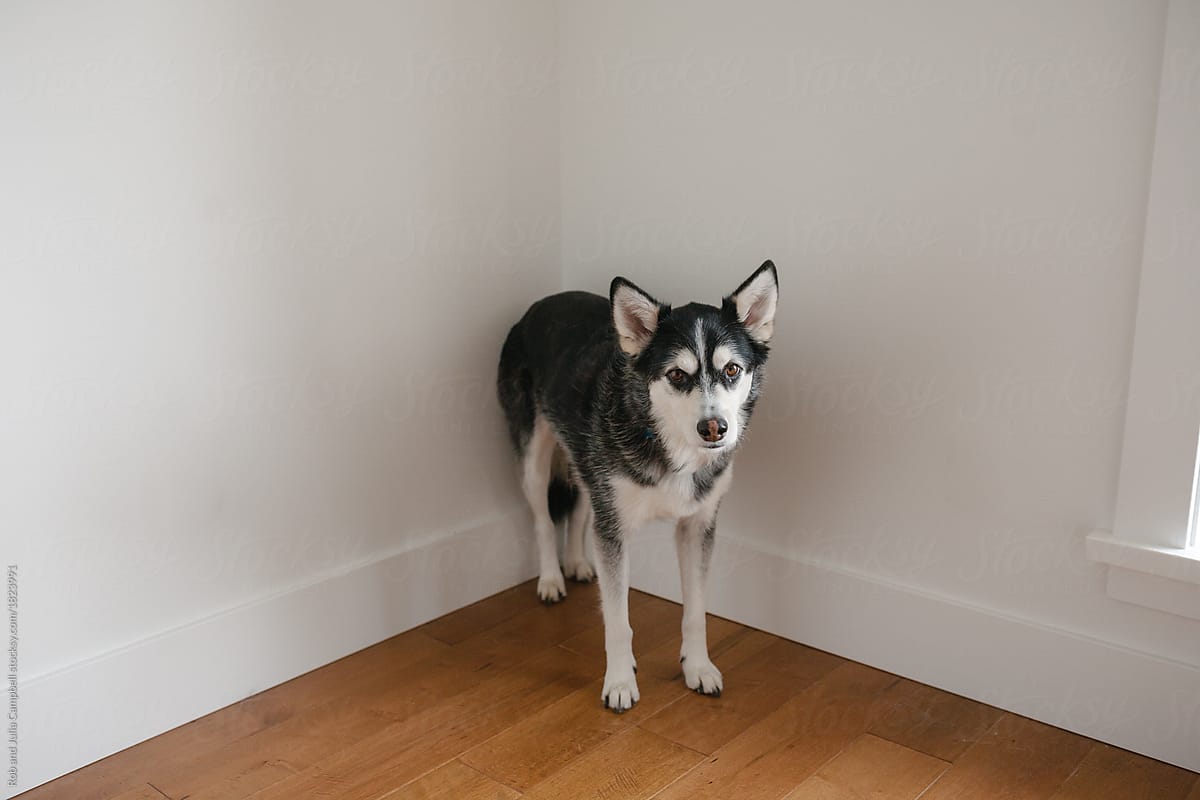 Sad looking dog standing in corner of the room