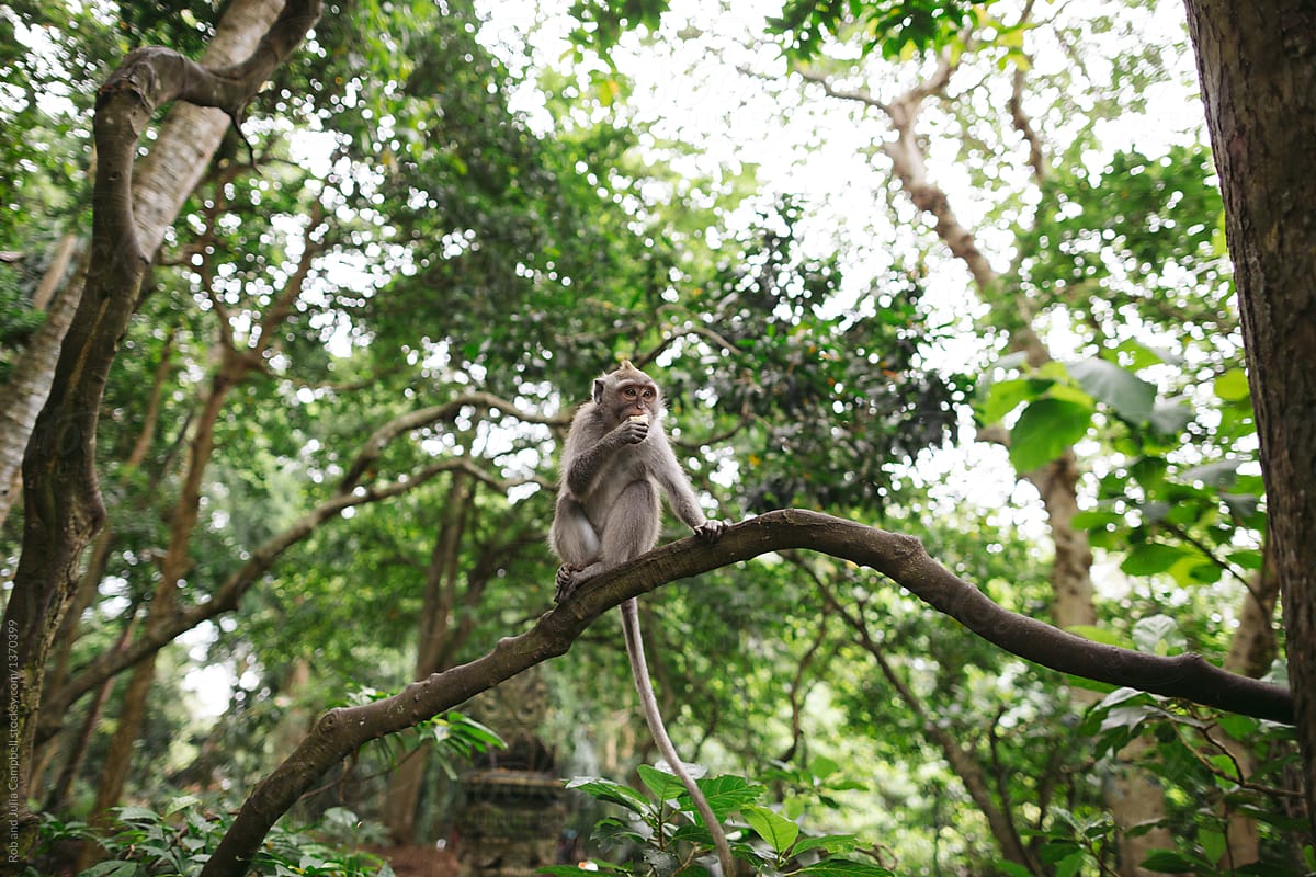 Monkey in tree in Ubud Monkey forest