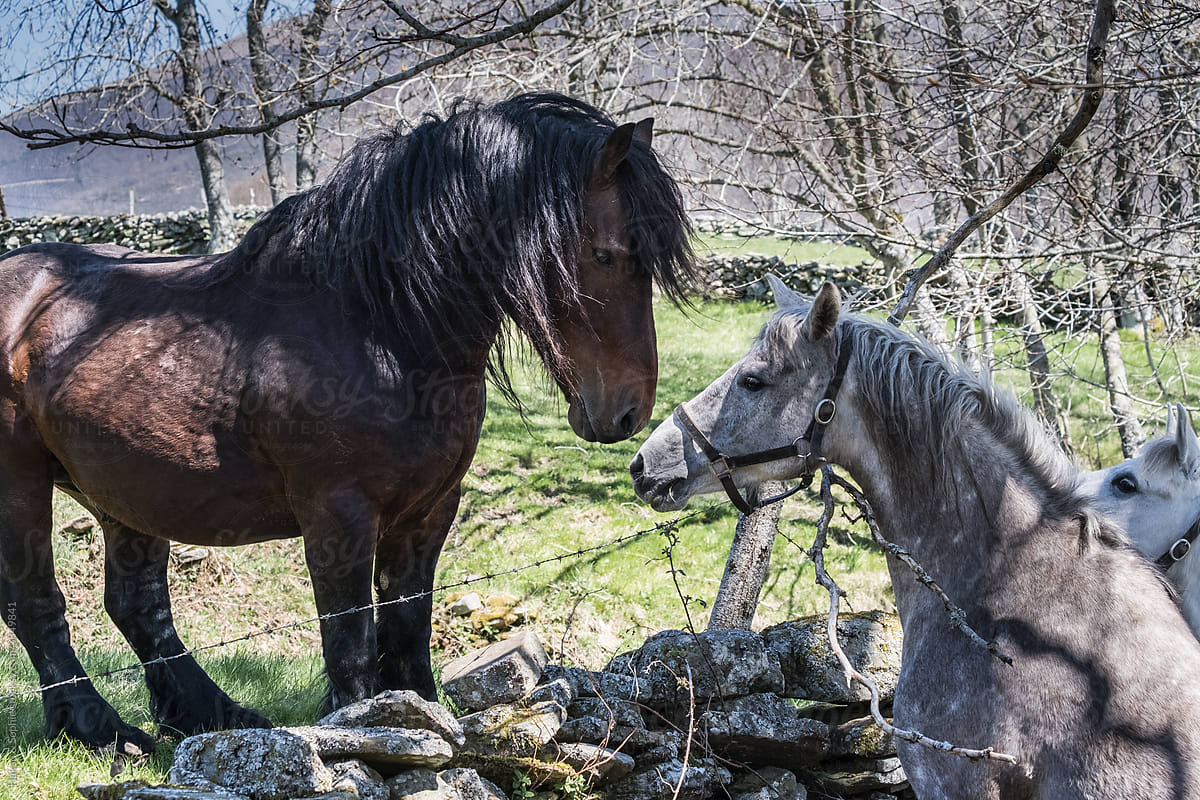 Arab mare encounter with draft stallion