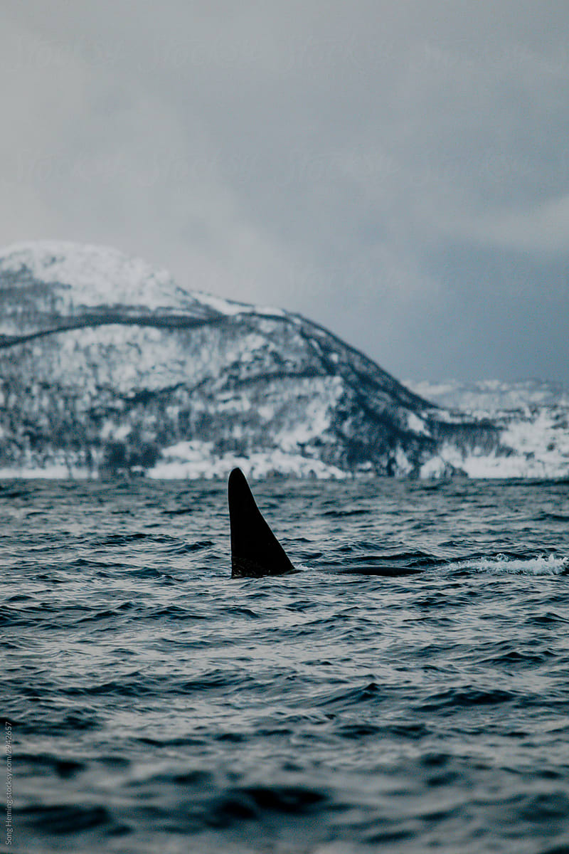 Orca swimming on surface in cold water with snow mountain
