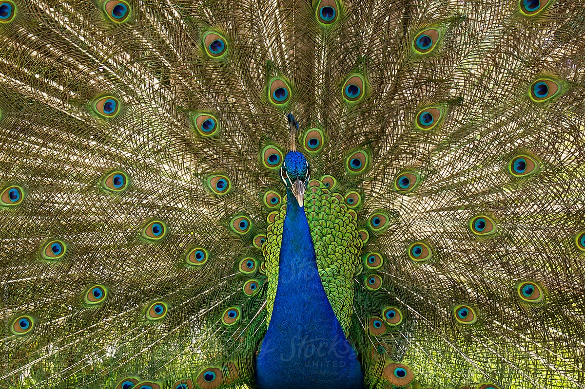 Peacock strutting feathers in full display