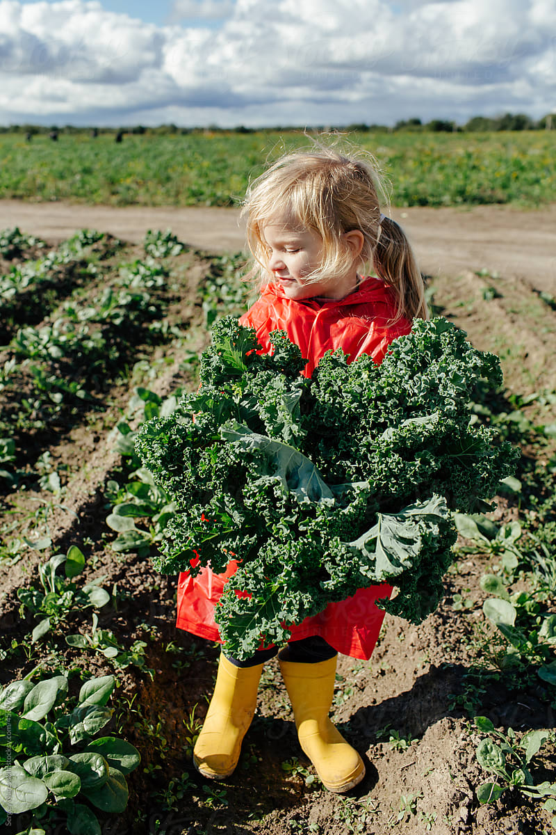 Kid holding bunch of curly kale