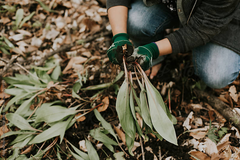Foraging for Ramps