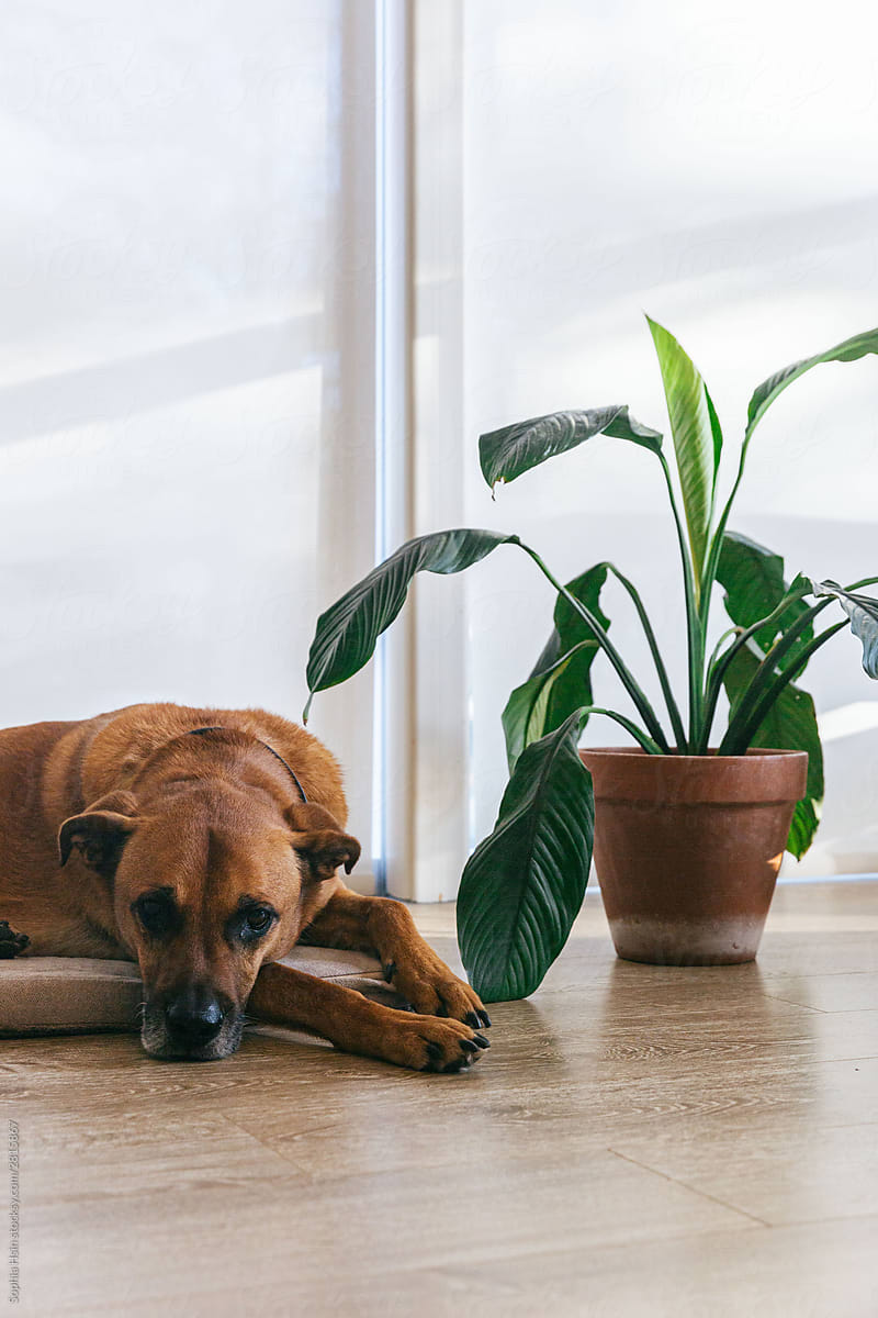 Big brown dog with potted plant