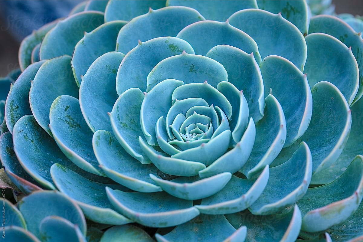 Sky Blue Succulent Plants Rosette Ornamental Of Close Up by Wenhai Tang