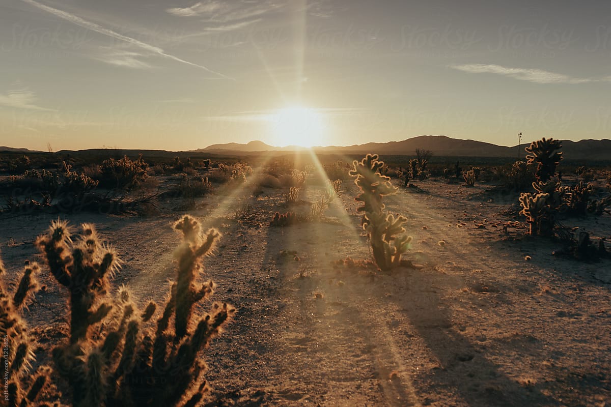 Landscape of the California desert at sunrise