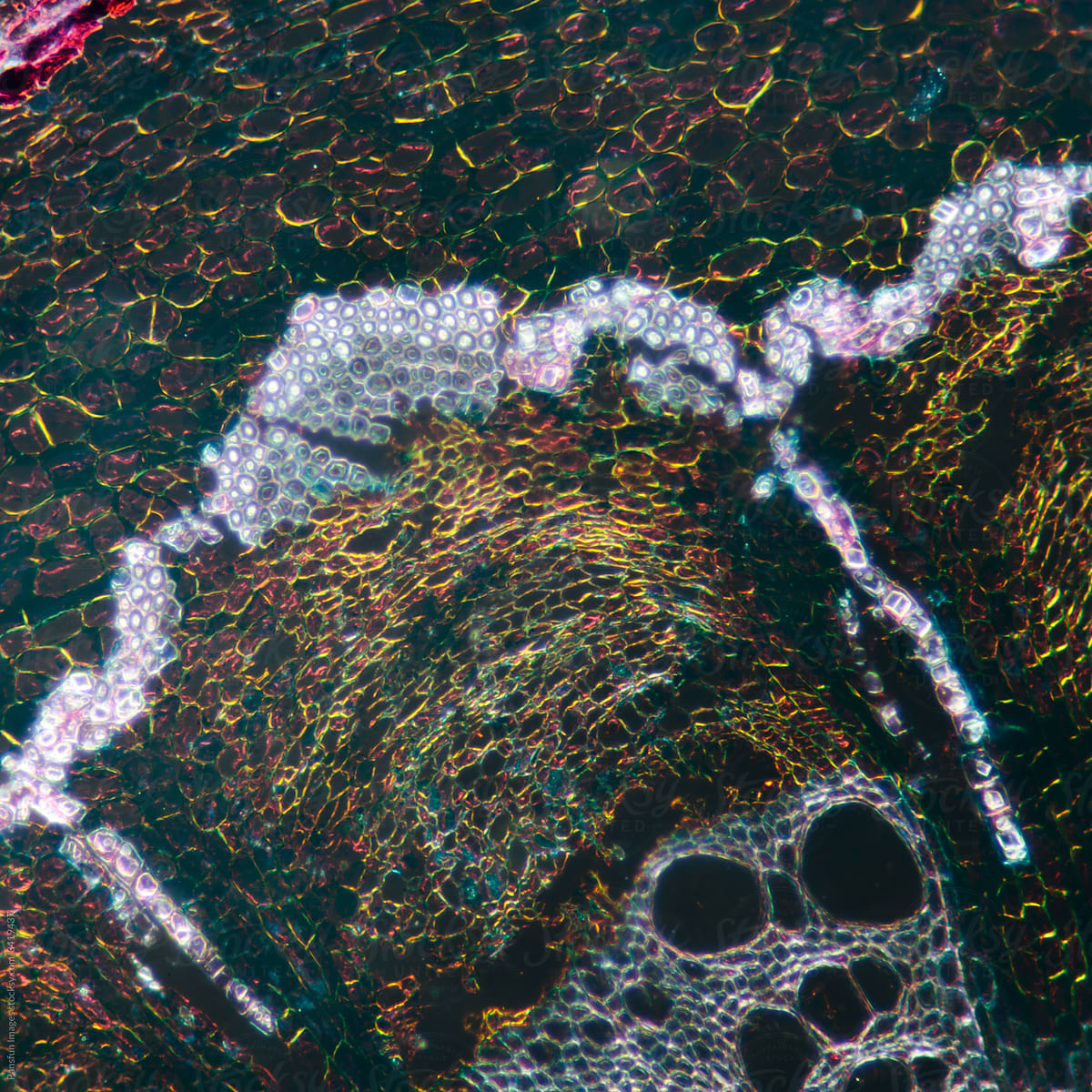 Micrograph of Caulis aristolochiae manshuriensis stem plant cell