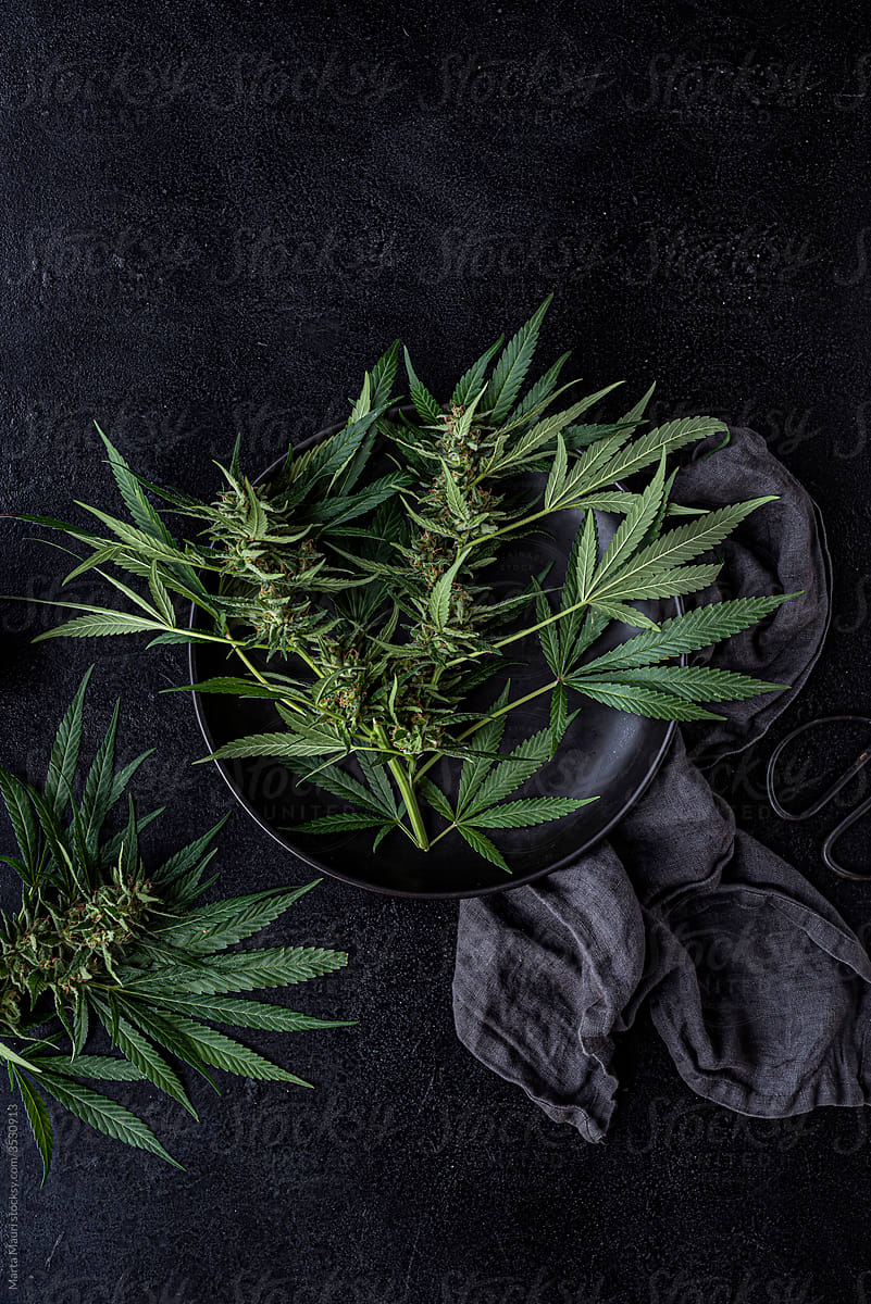 Cutting fresh cannabis plants
