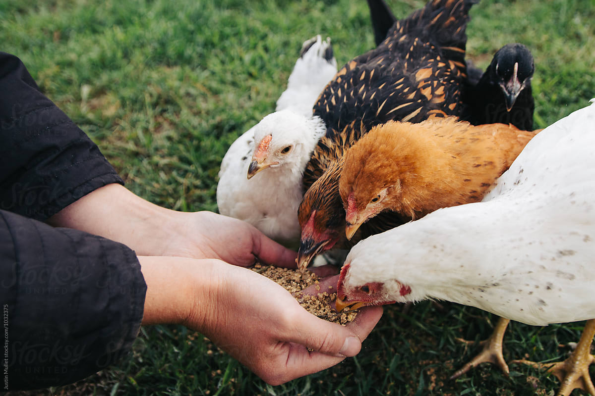 Chickens feeding from woman\'s hand