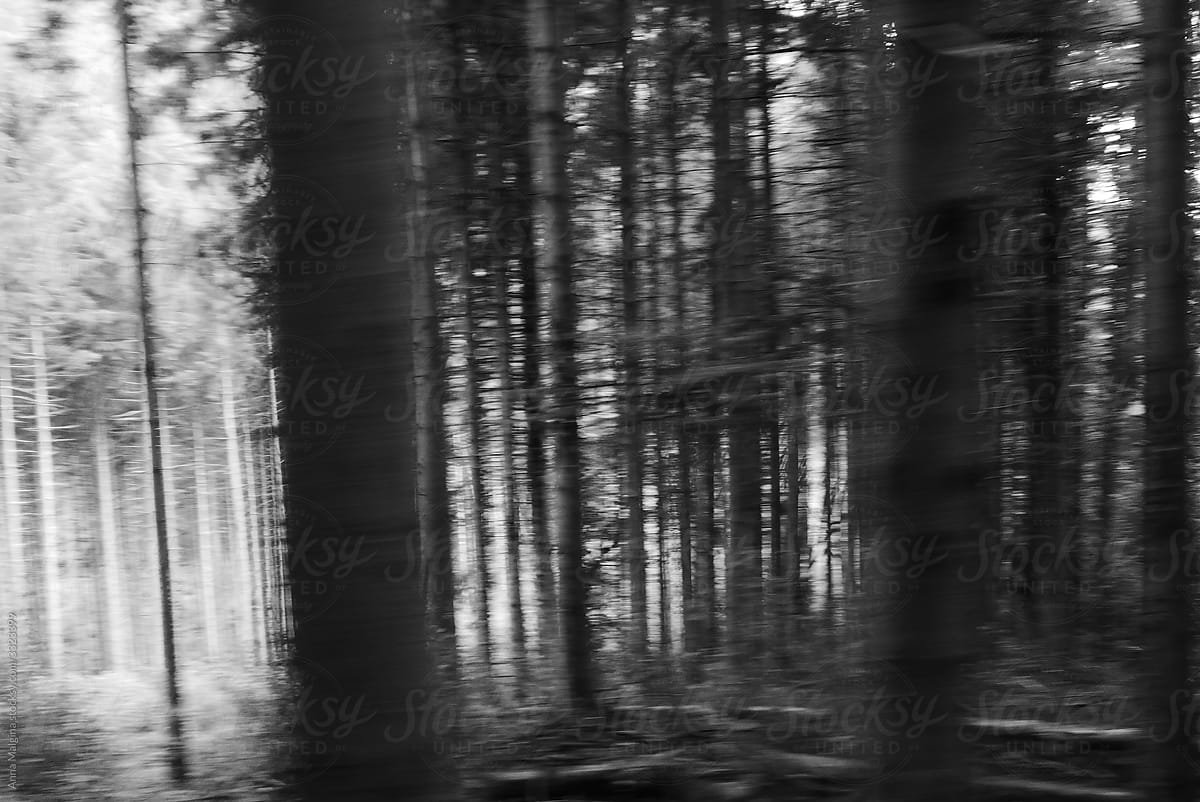 A photo of a forest