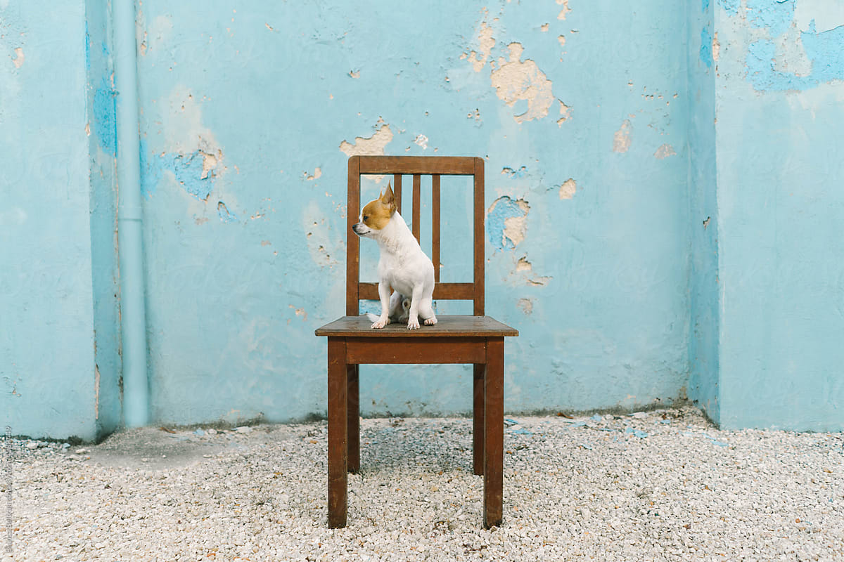 Portrait of little dog sitting on a wood chair