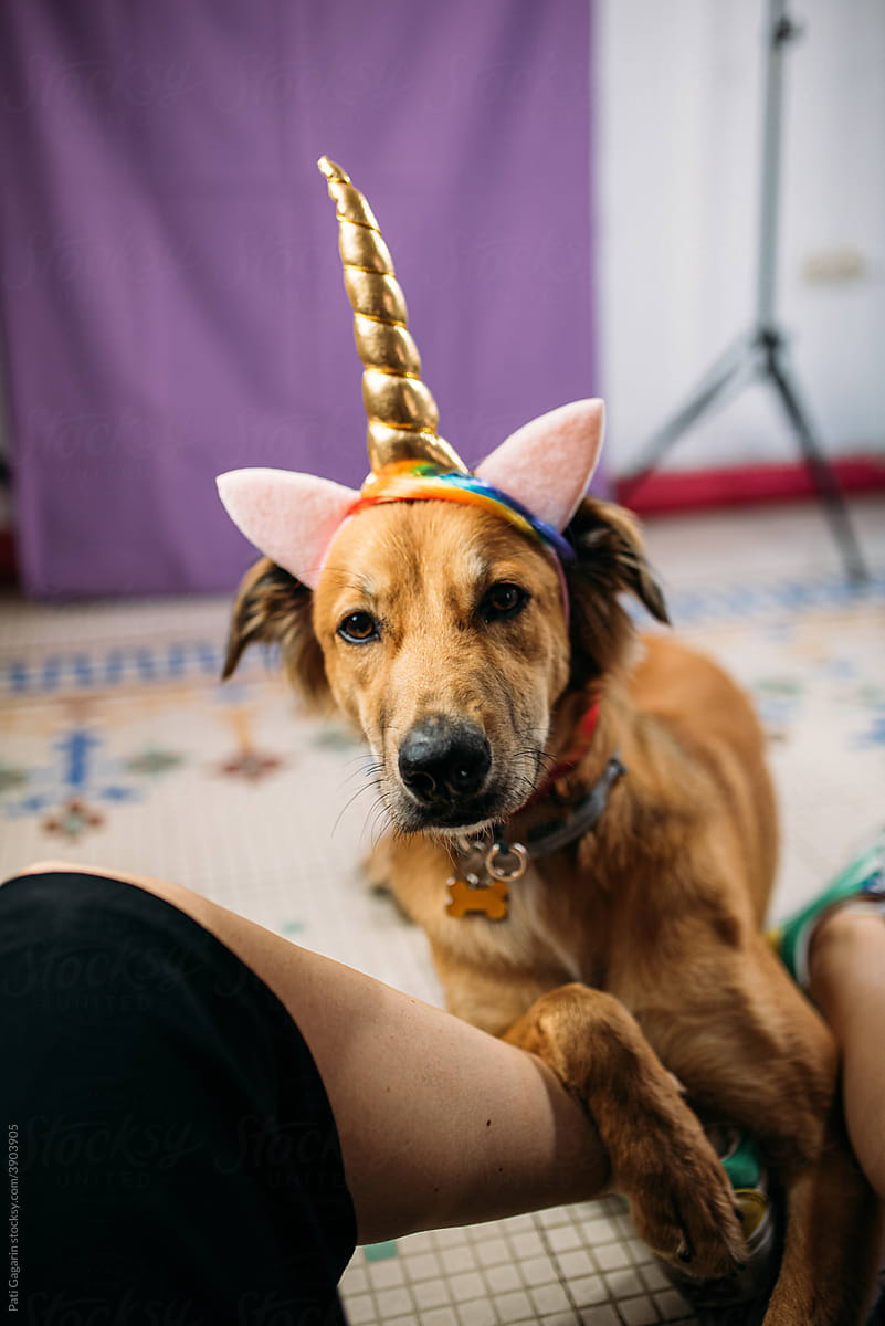 Dog dressed as unicorn resting at his human\'s legs.