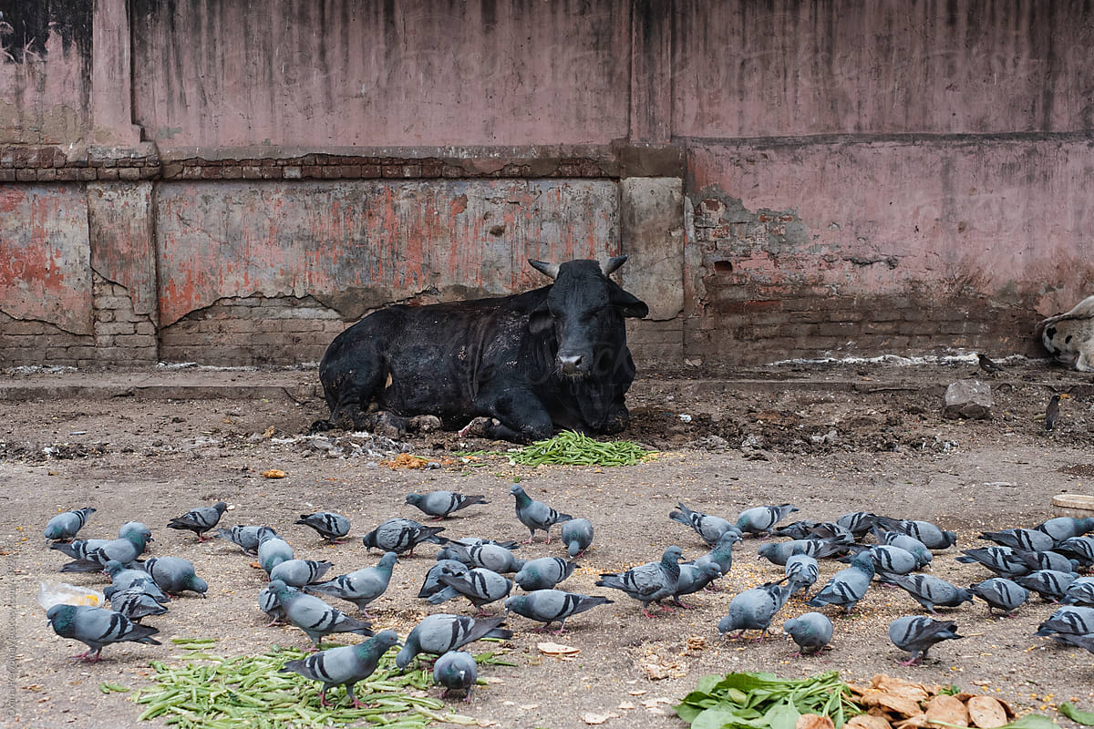 A cow and pigeons.