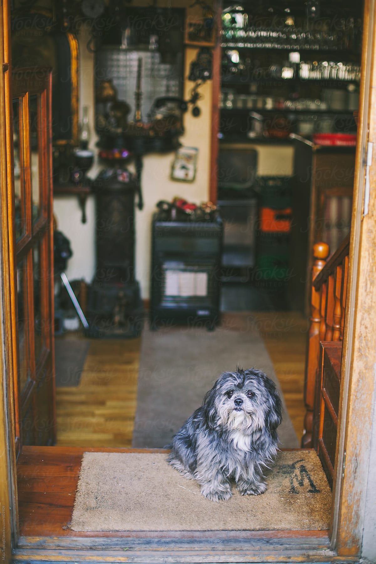 Old dog at the door