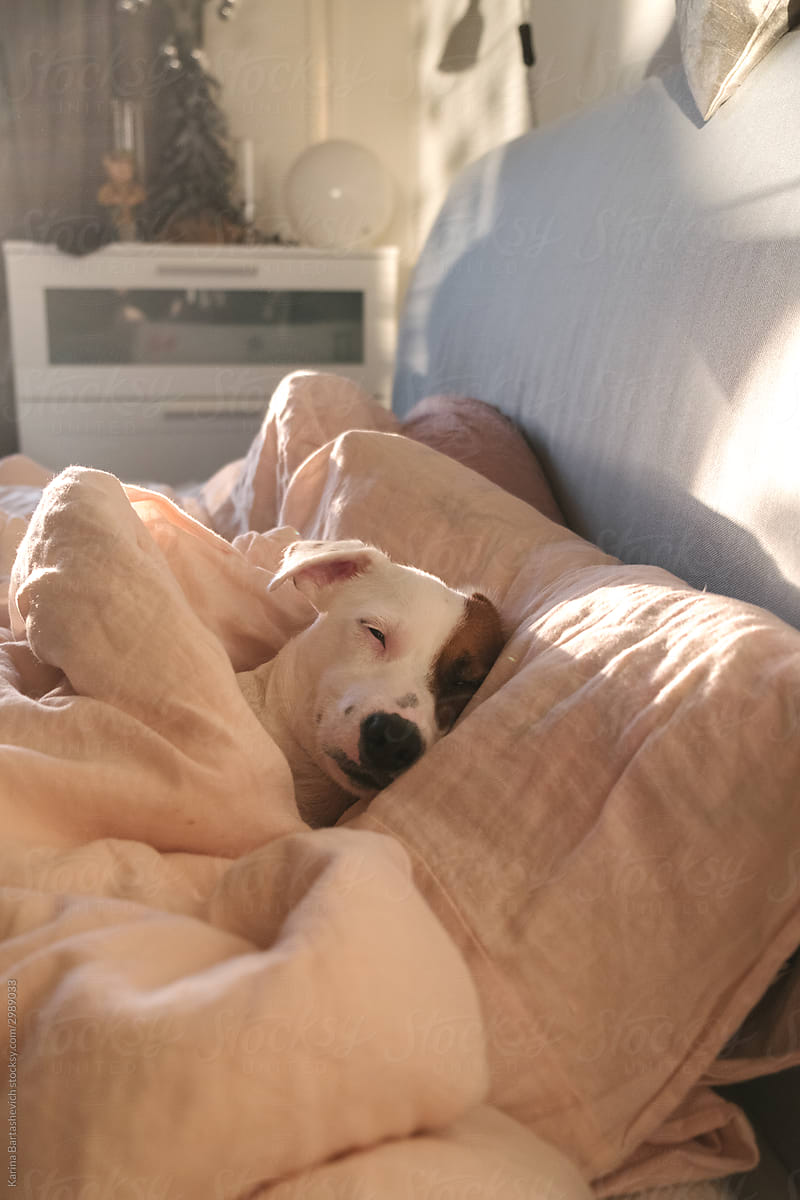 portrait of a dog that sleeps, wrapped in a light blanket in the light of the sun