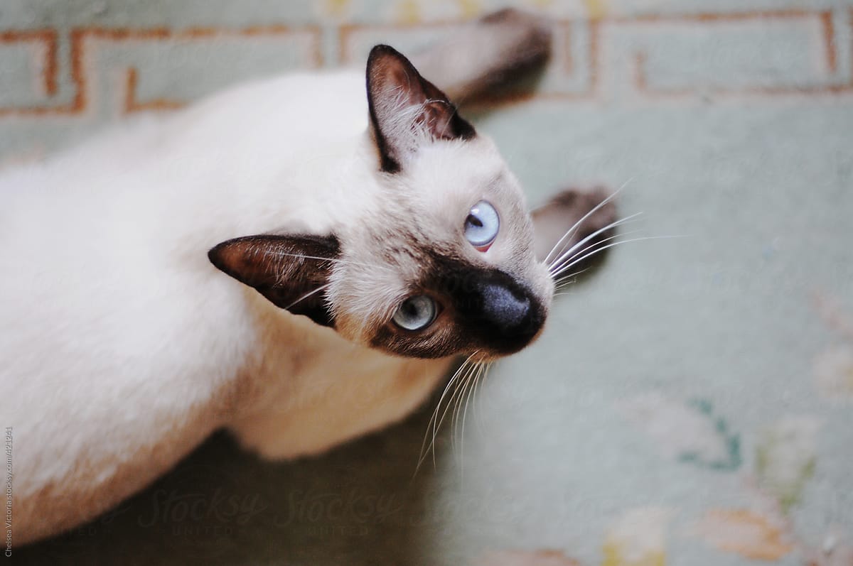 Siamese cat looking up