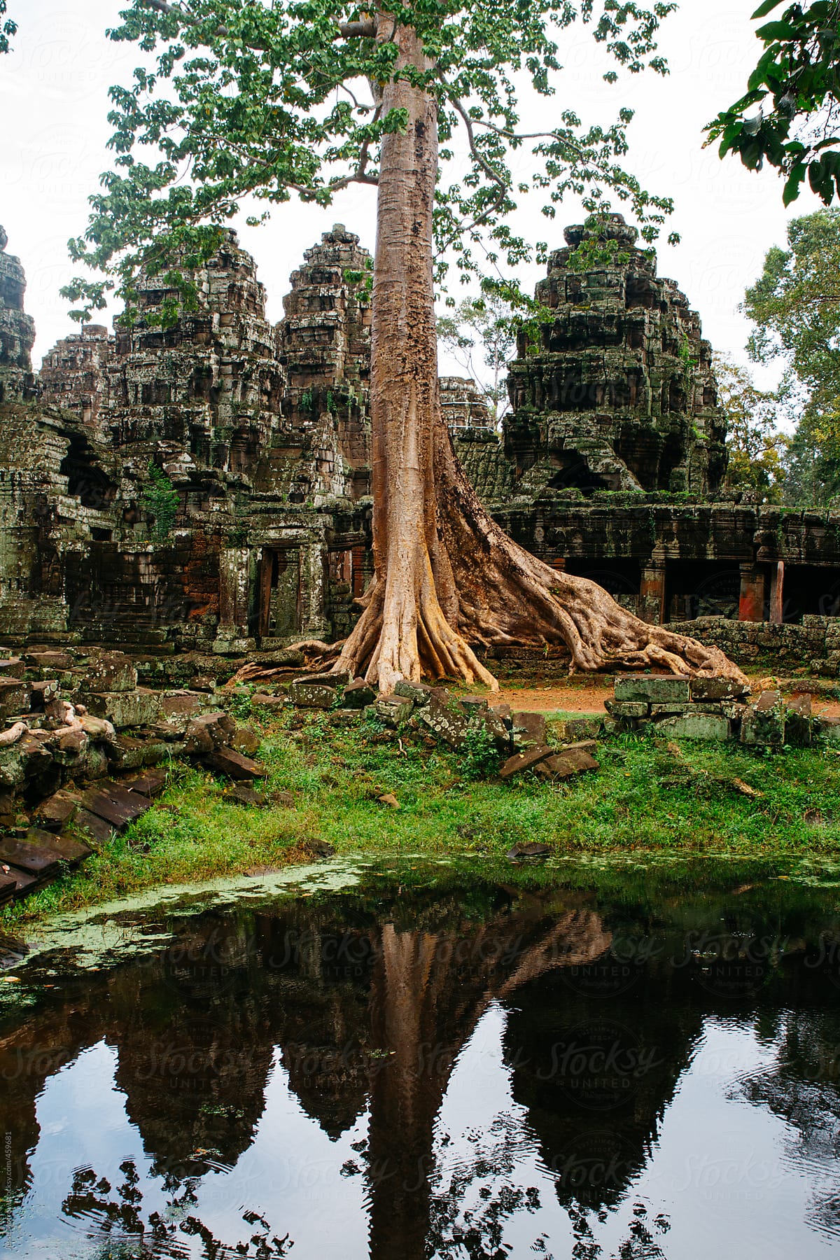 Overgrown tree and root system next to ancient temple