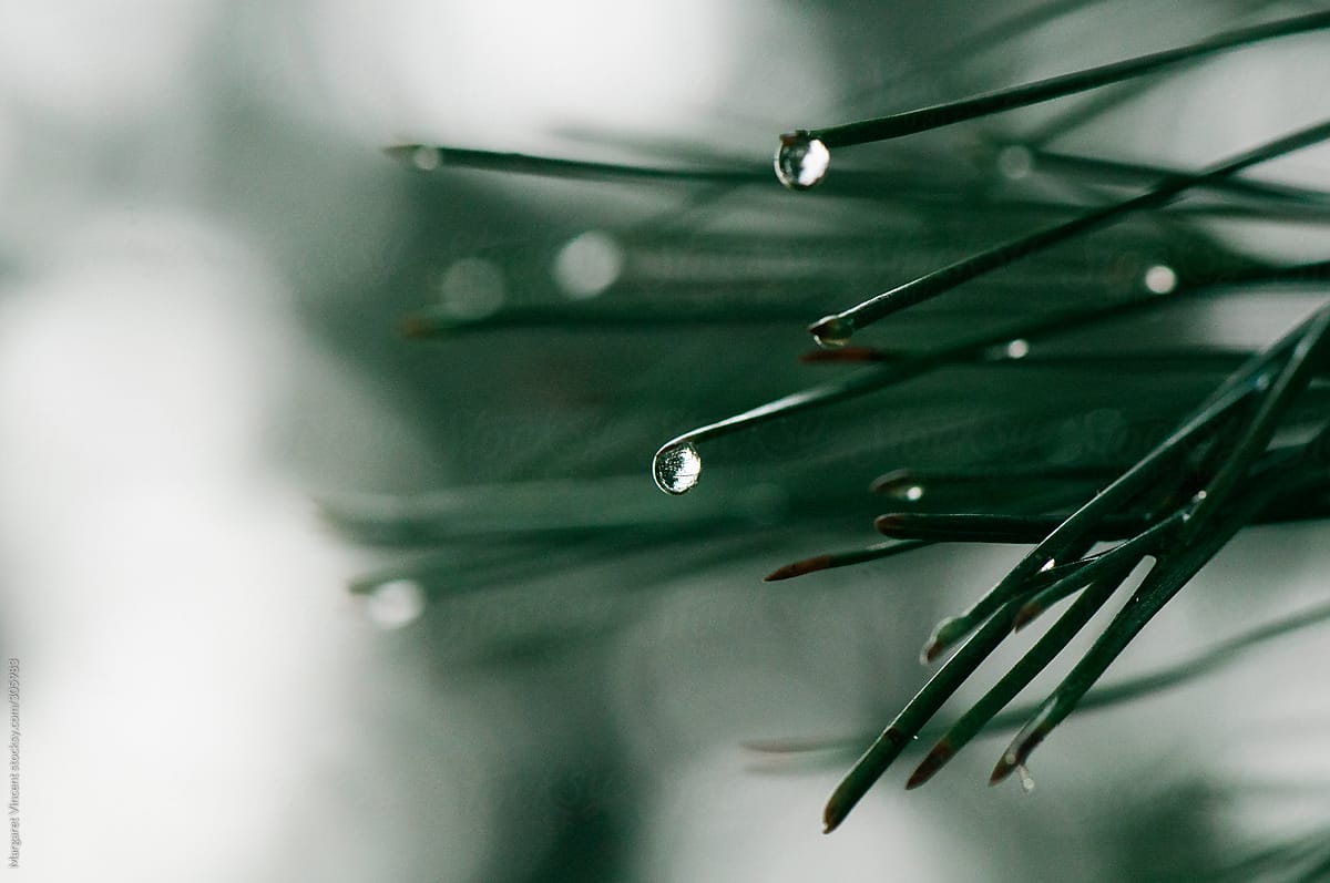 pine needles after the rain