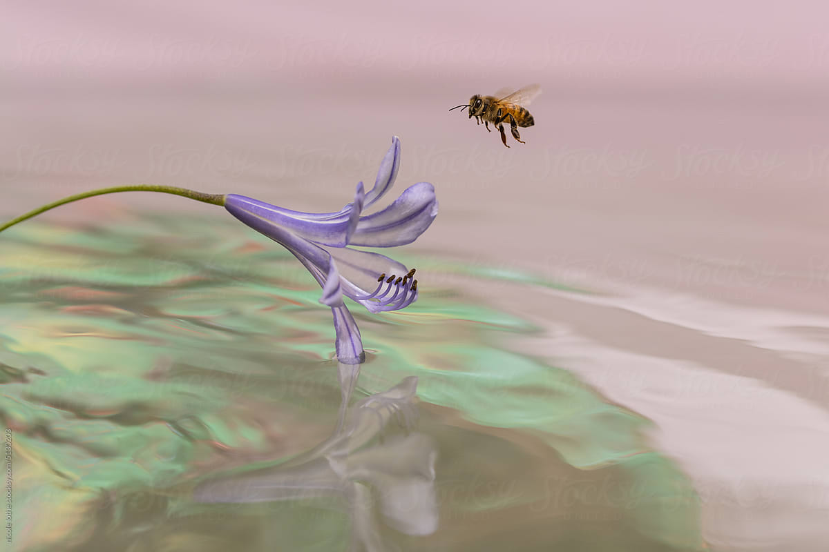 Bee flying to Agapanthus,  psychdelic reflections.