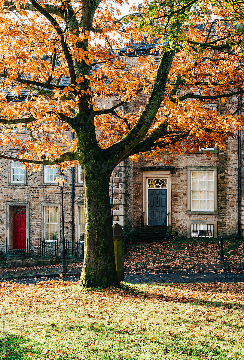 Tree in Autumn, Lancaster.
