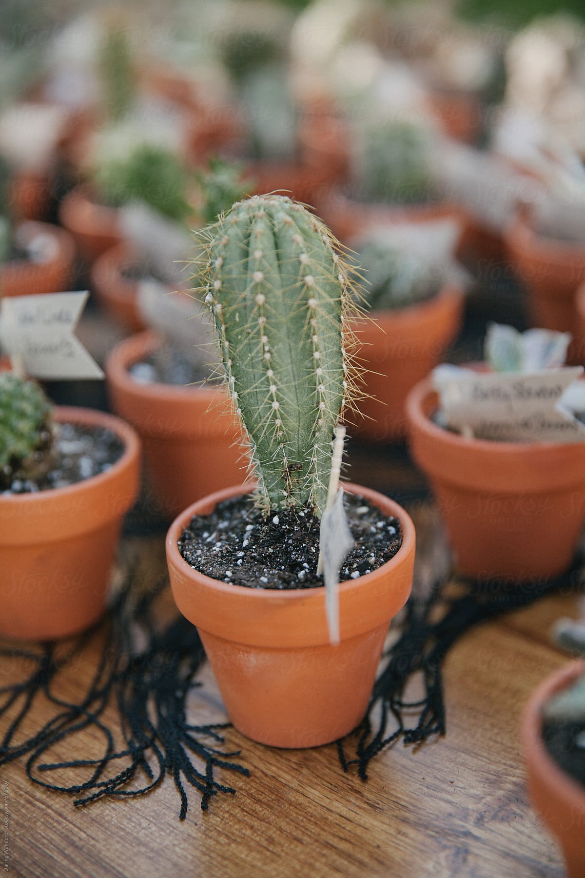 Botanical succulent cactus mini plants in terra cotta planters as wedding favors