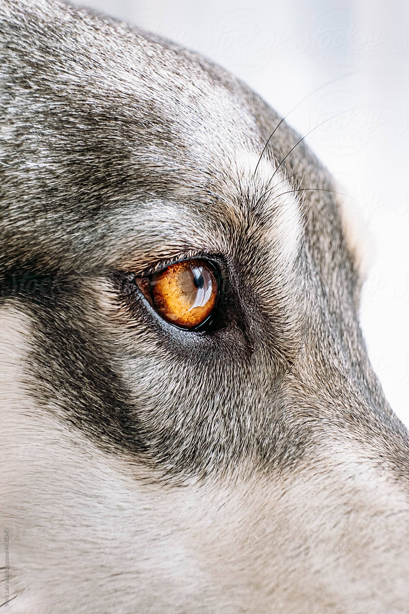 amber eye of dog