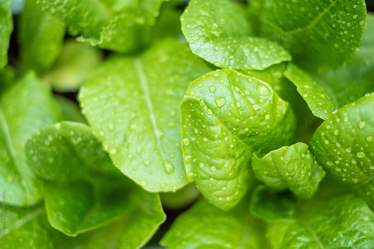 Close-up of Green Leaf Lettuce