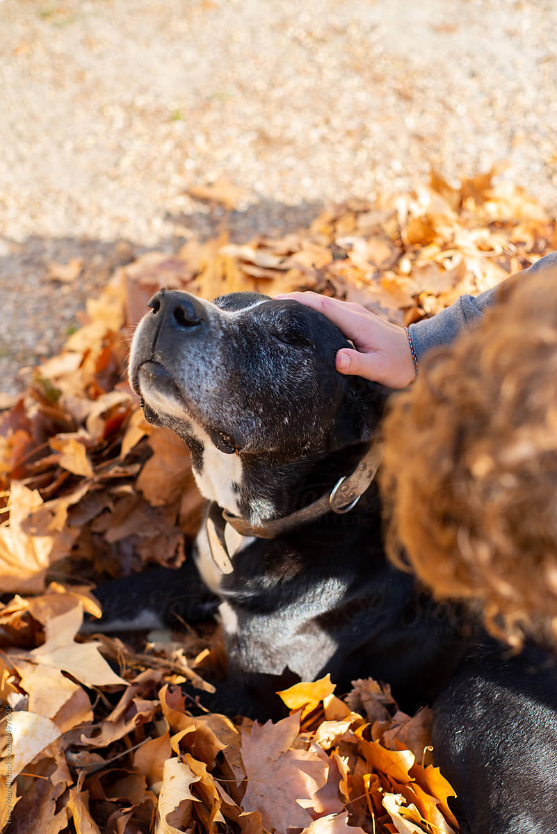 Disable blind dog with caring friend on autumn leaves