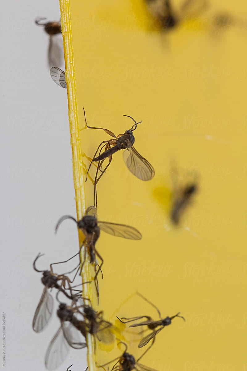 Fungus Gnats on Sticky Trap