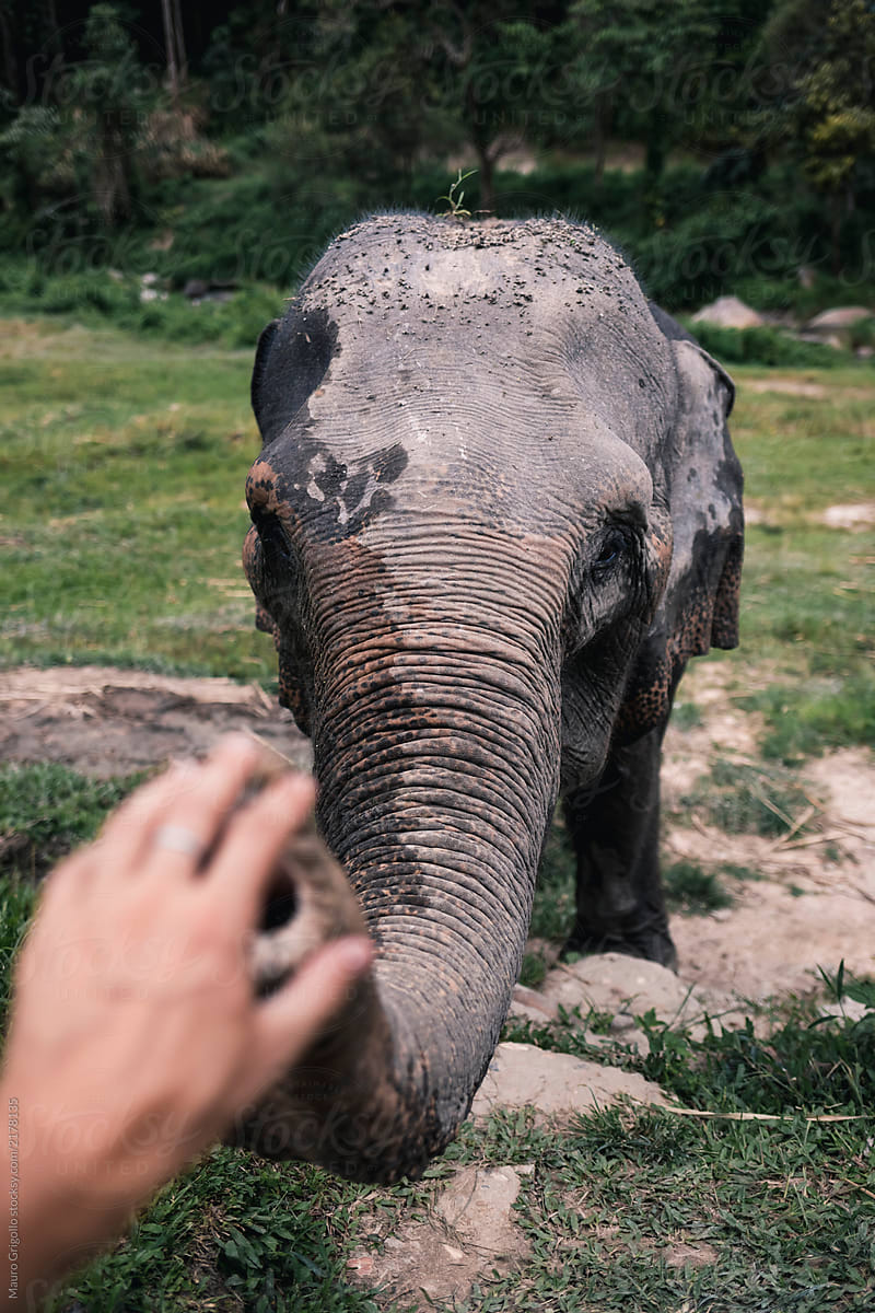 Person touching the elephant\'s trunk