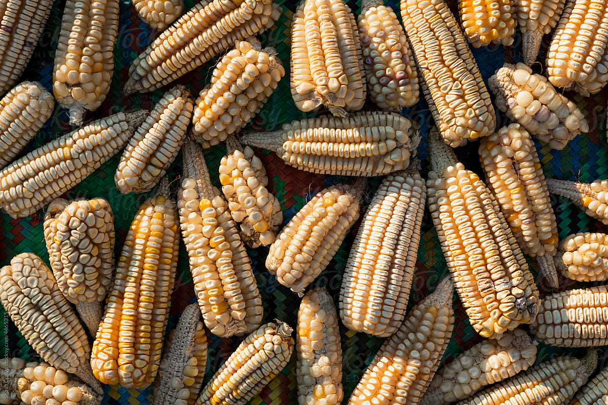 Closeup of to the texture of yellow corns