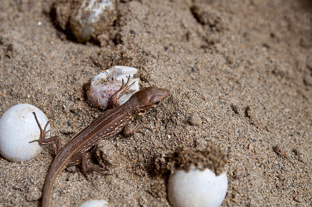 The small lizard and eggs