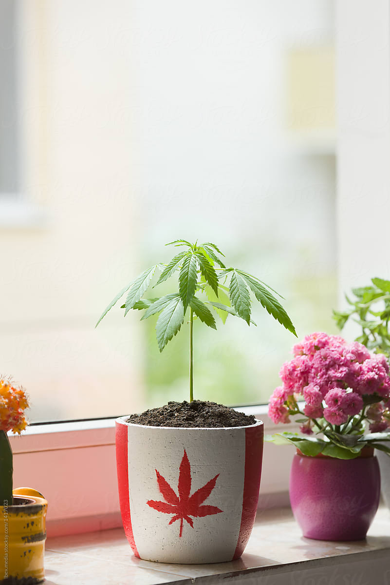 Marijuana plant growing in small pot with canadian flag print