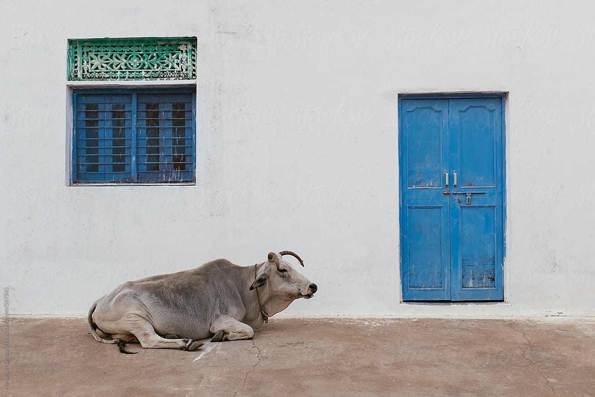 Indian Cow Lying Near House