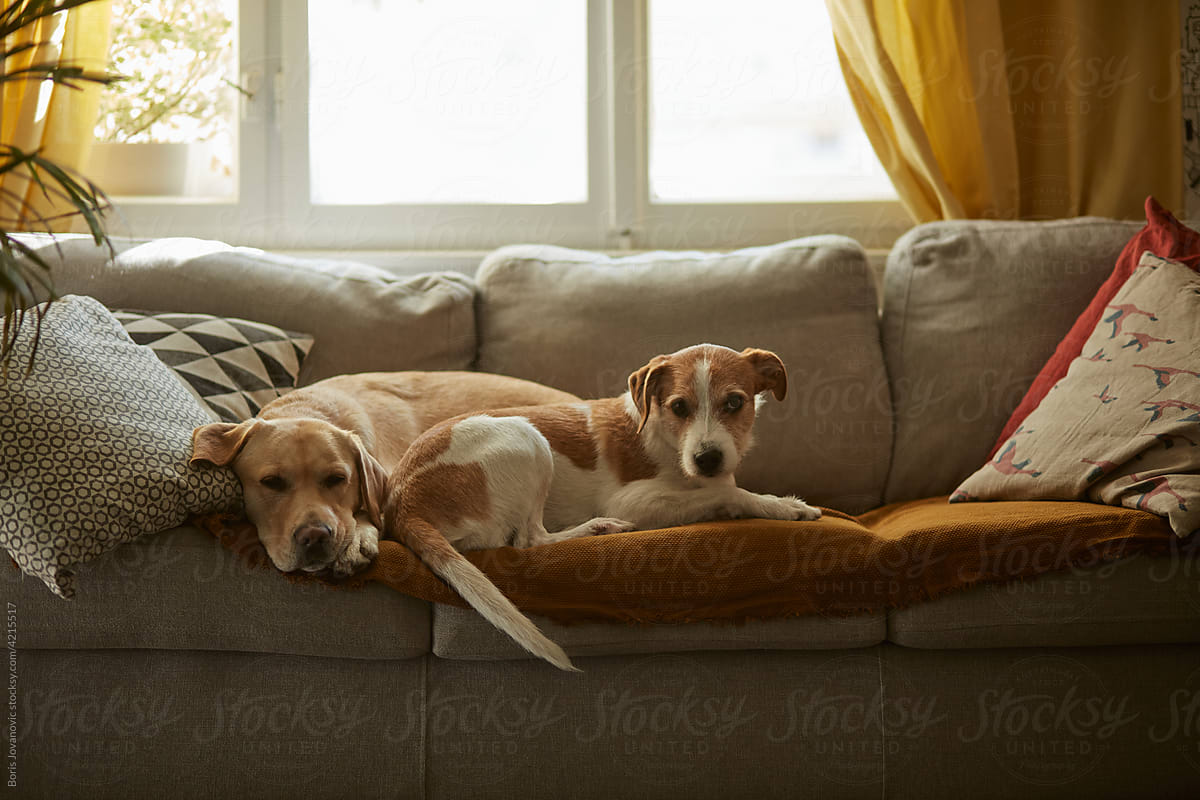 Dogs Laying On The Sofa Bed