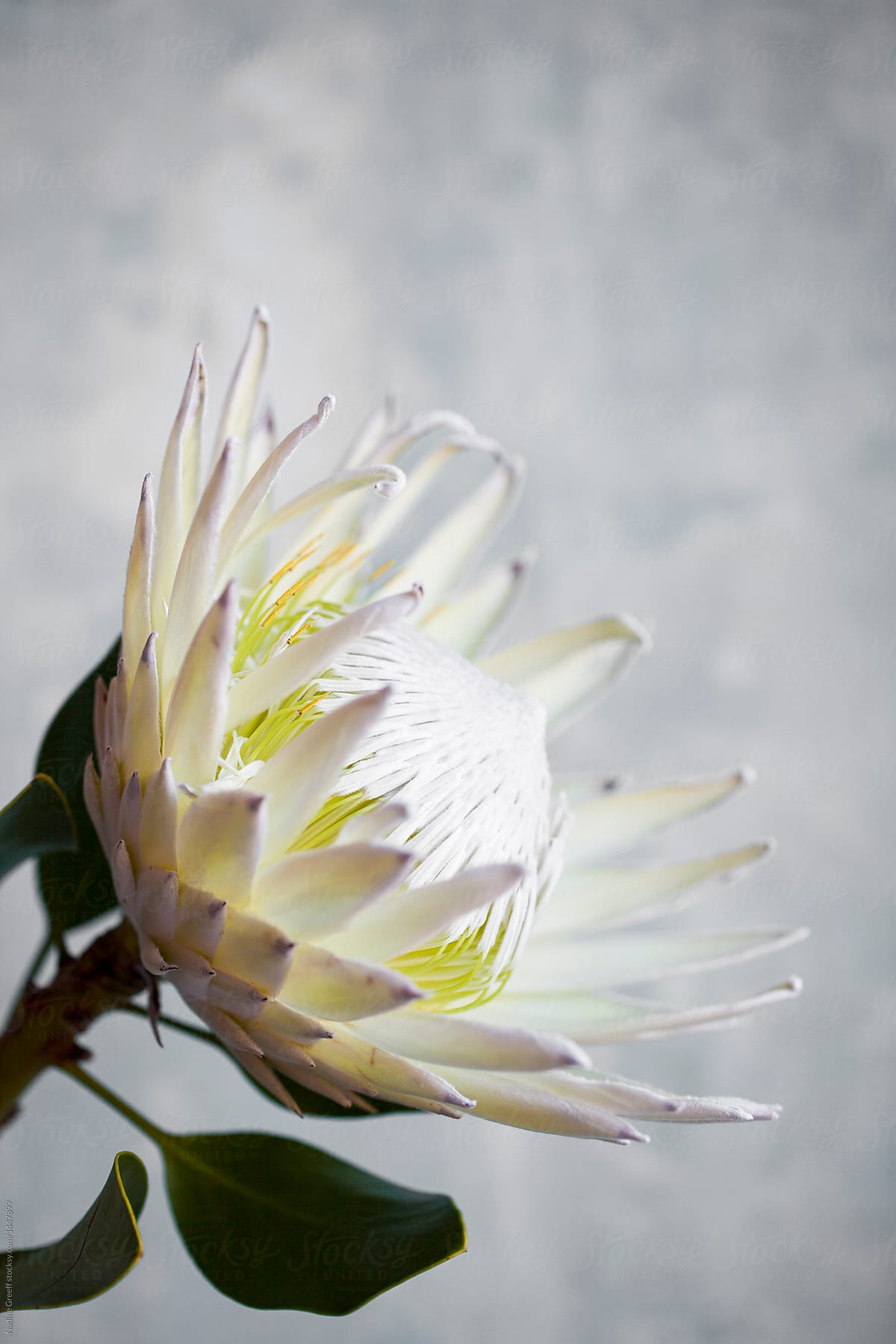 Rare WHITE king protea flower in full bloom