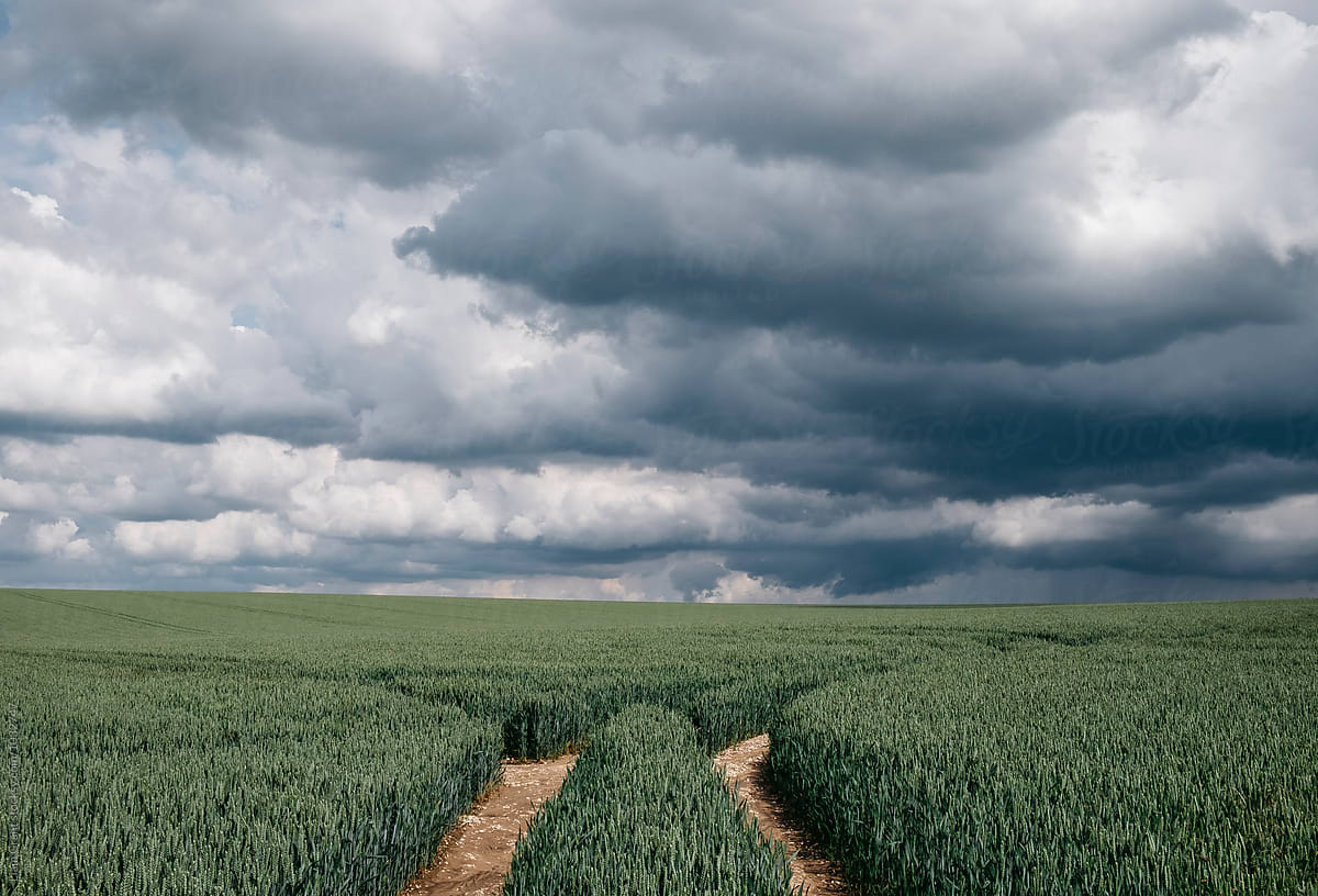 Rain storm clouds over a wheat field. Norfolk, UK.