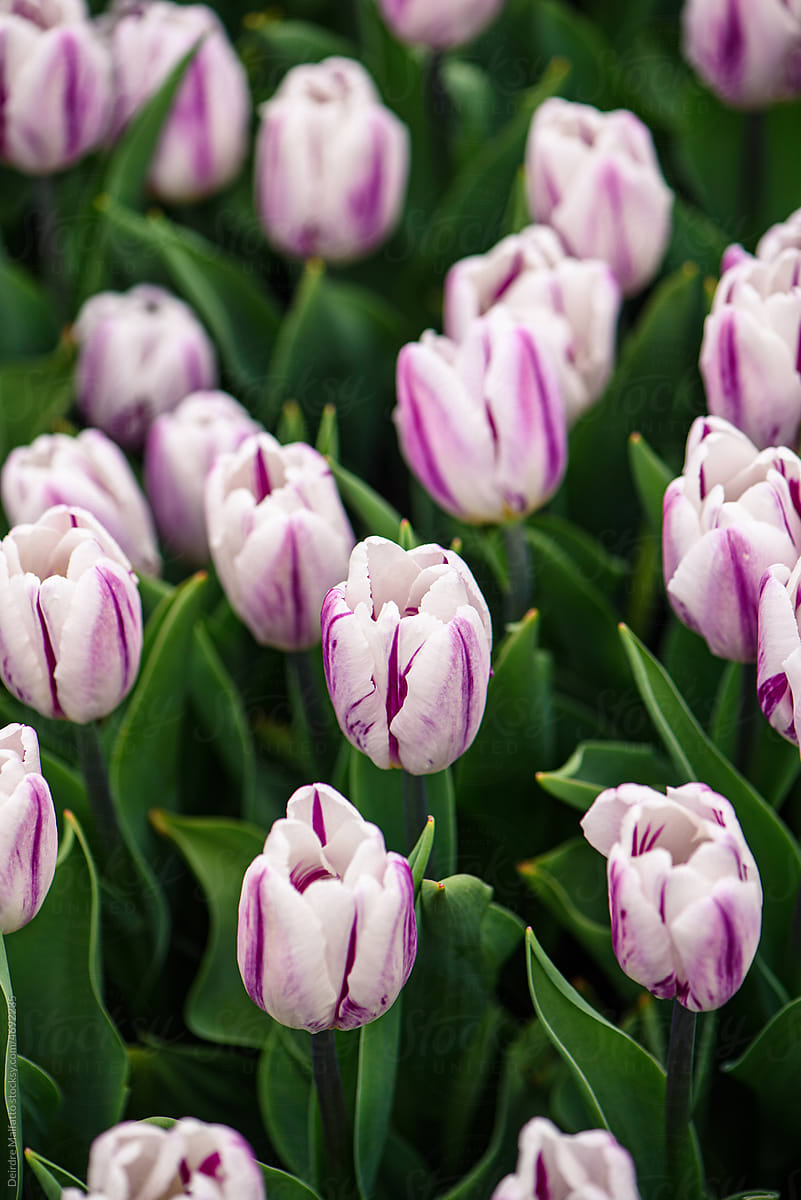 Purple and white striped tulips
