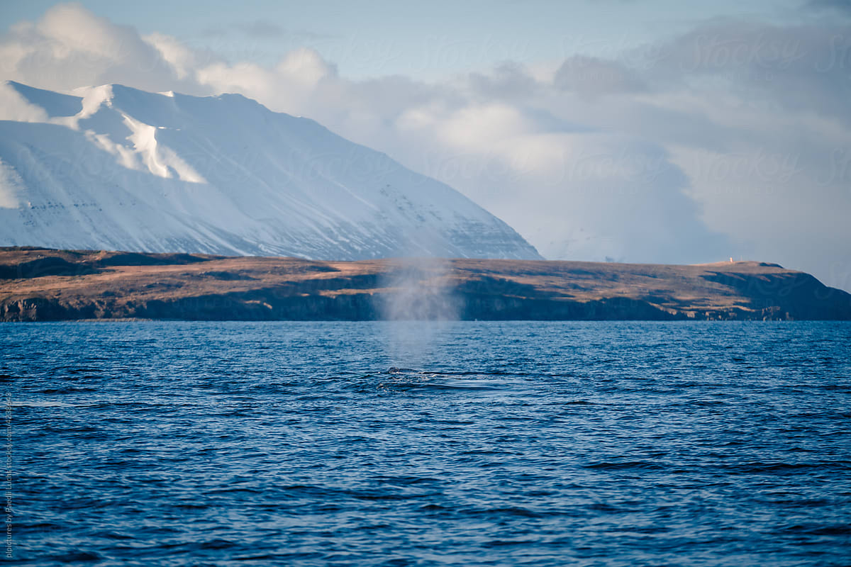 Humpback whale blowing water.