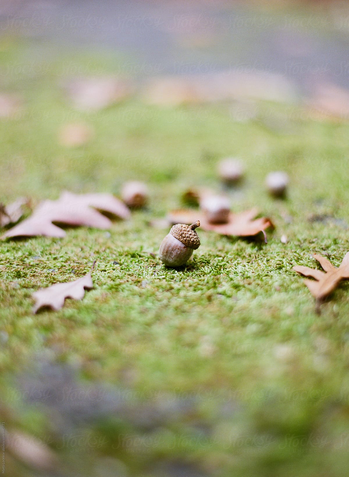 Ground level view of a fall acorn on a bed of moss