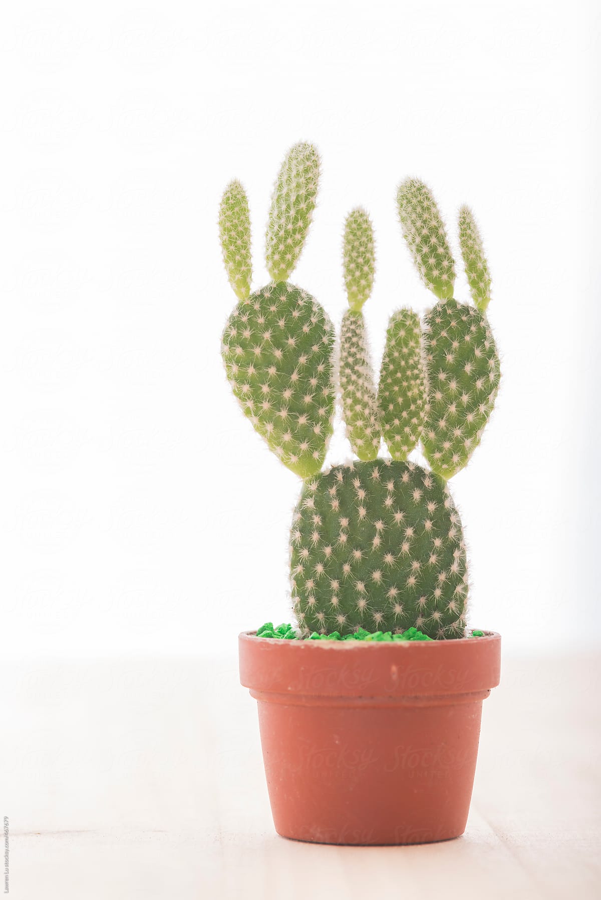Small Potted Cactus Plant