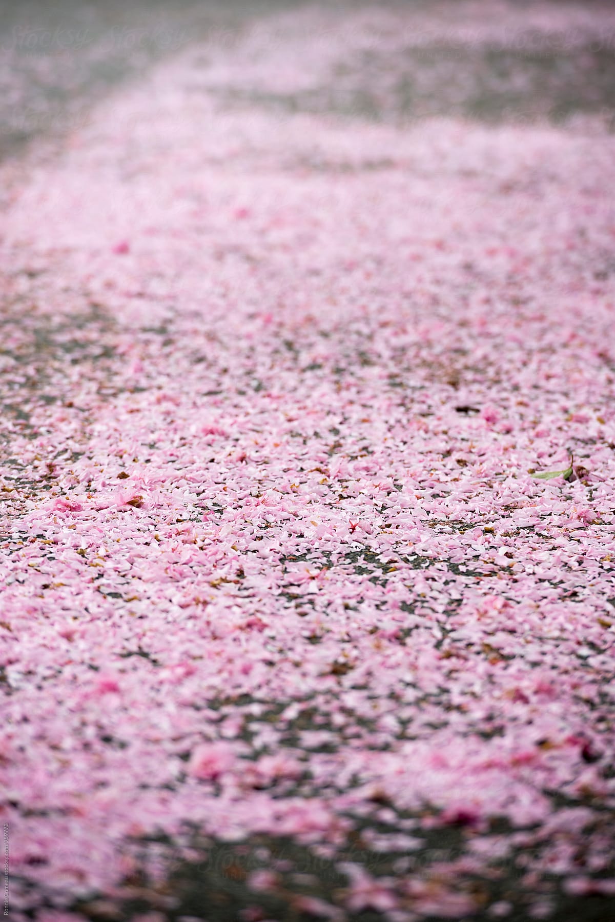 Pink Cherry Blossom Petals On The Ground