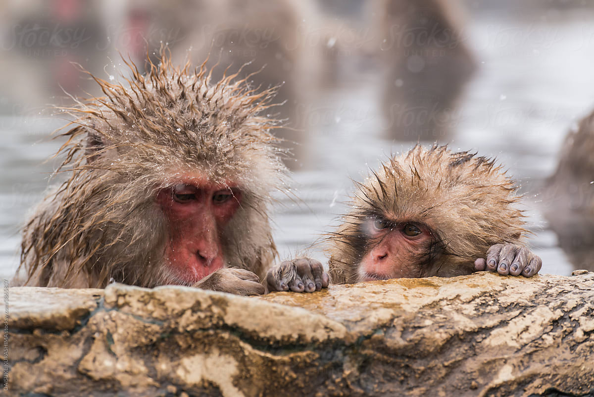 A father and son monkey in a hot spring.
