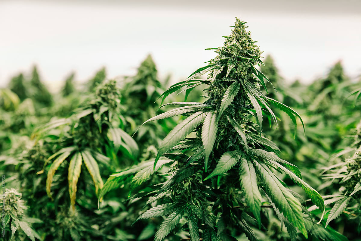 Indoor Cannabis Plant Closeup