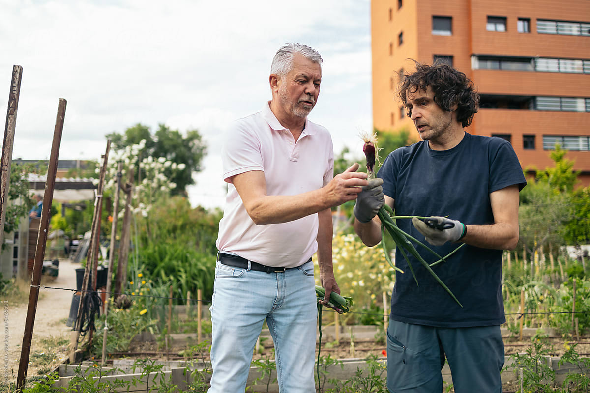 Mature men farming in a collaborative urban garden.